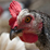hen