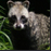 civet