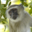vervet monkey