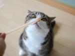 hoody's Photo