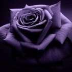 Purplerose14