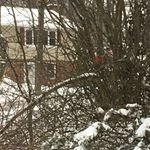 AlexandriaVA