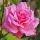 Flower21