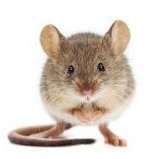 Mouse2307