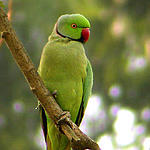 green_parrot