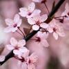 Cherry_Blossom