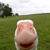 curious_duck