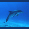 lovedolphins