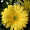 yellow_flower