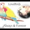 Lovebirds2009